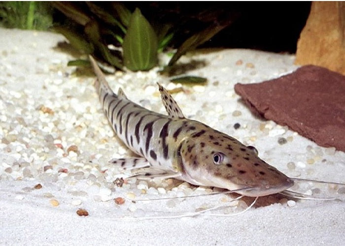 Barred Shovelnose Catfish "Pseudoplatystoma fasciatum"