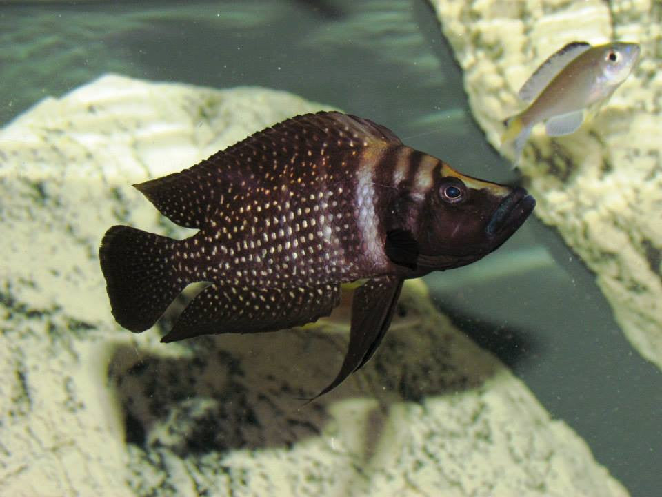 Black Calvus Cichlid "Altolamprologus calvus"