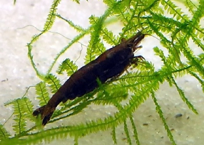 Black Shrimp "Neocaridina davidi var."