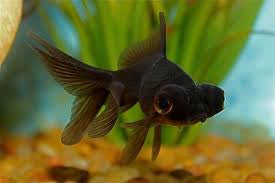 Black Moor Goldfish "Carassius auratus"