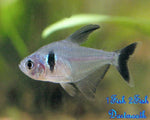 Black Phantom Tetra "Megalamphodus megalopterus"- Med