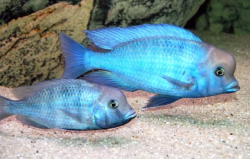 Blue Moori Dolphin "Cyrtocara moorii"- Malawi