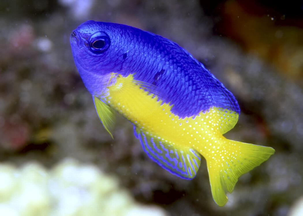 Blue and Gold Damselfish "Pomacentrus coelestis"