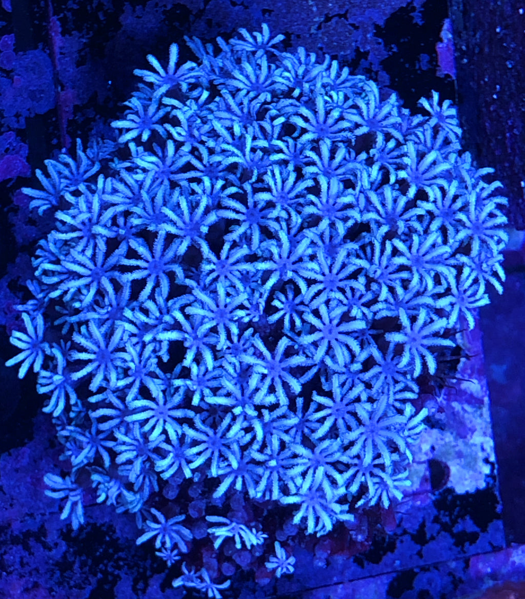 Blue Pipe Coral Frag