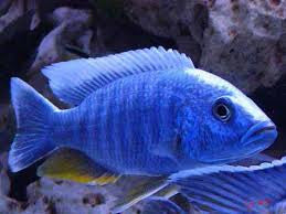 Electric Blue Ahli Cichlid - "Sciaenochromis ahli"