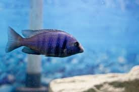 Blue Speckled Cruiser - "Placidochromis phenochilus"