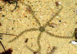 Banded Brittle Sea Star "Ophionereis annulata"