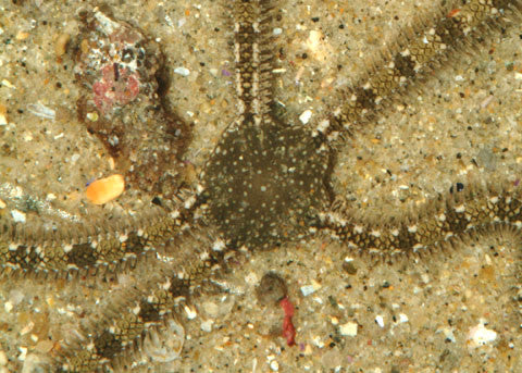 Banded Brittle Sea Star "Ophionereis annulata"