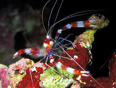 Banded Coral Shrimp "Stenopus hispidus"