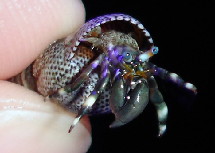 Zebra Orange & Black Hermit Crab "Calcinus laevimanus"