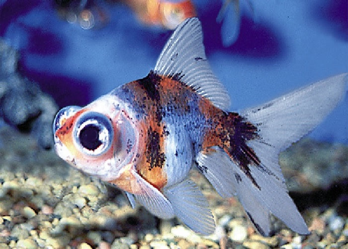 Calico Moor Goldfish "Carassius  auratus"- 2"