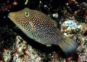 Spotted Sharpnosed Puffer "Canthigaster punctatissima"