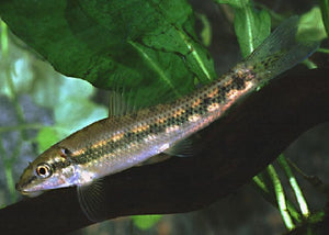 Chinese Algae Eater "Gyrinocheilos aymonieri"