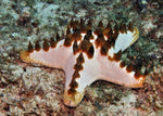 Horned Sea Star "Chocolate Chip Star"