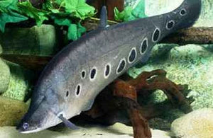 Clown Knifefish "Chitala ornata"