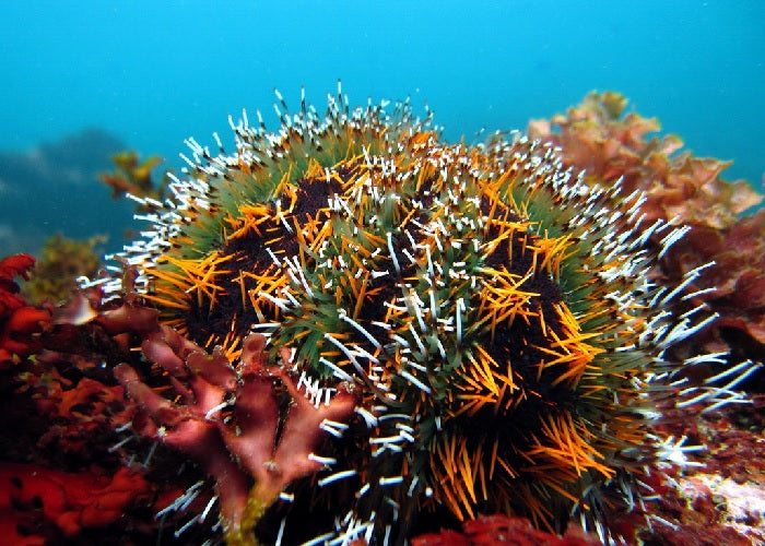 Multicolor Collector Sea Urchin "Tripneustes gratilla"