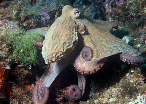 Reef Octopus "Octopus sp."