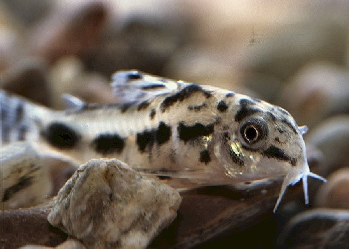 Salt and Pepper Pygmy Catfish "Corydoras Habrosus'-
