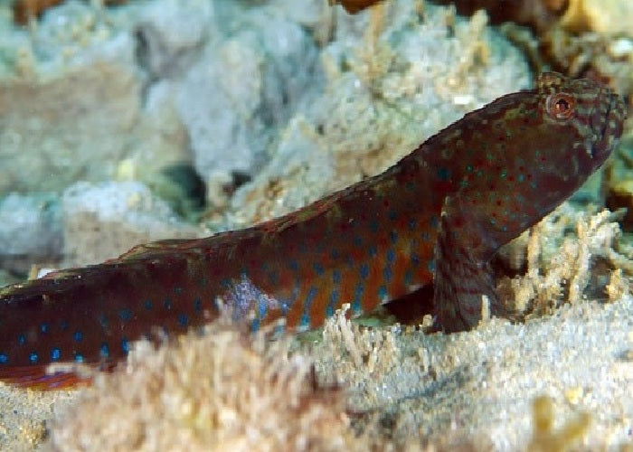 Crested Oyster Goby "Cryptocentroides gobiodes"