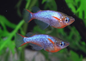 Daisy’s Blue Rice Fish "Oryzias woworae"
