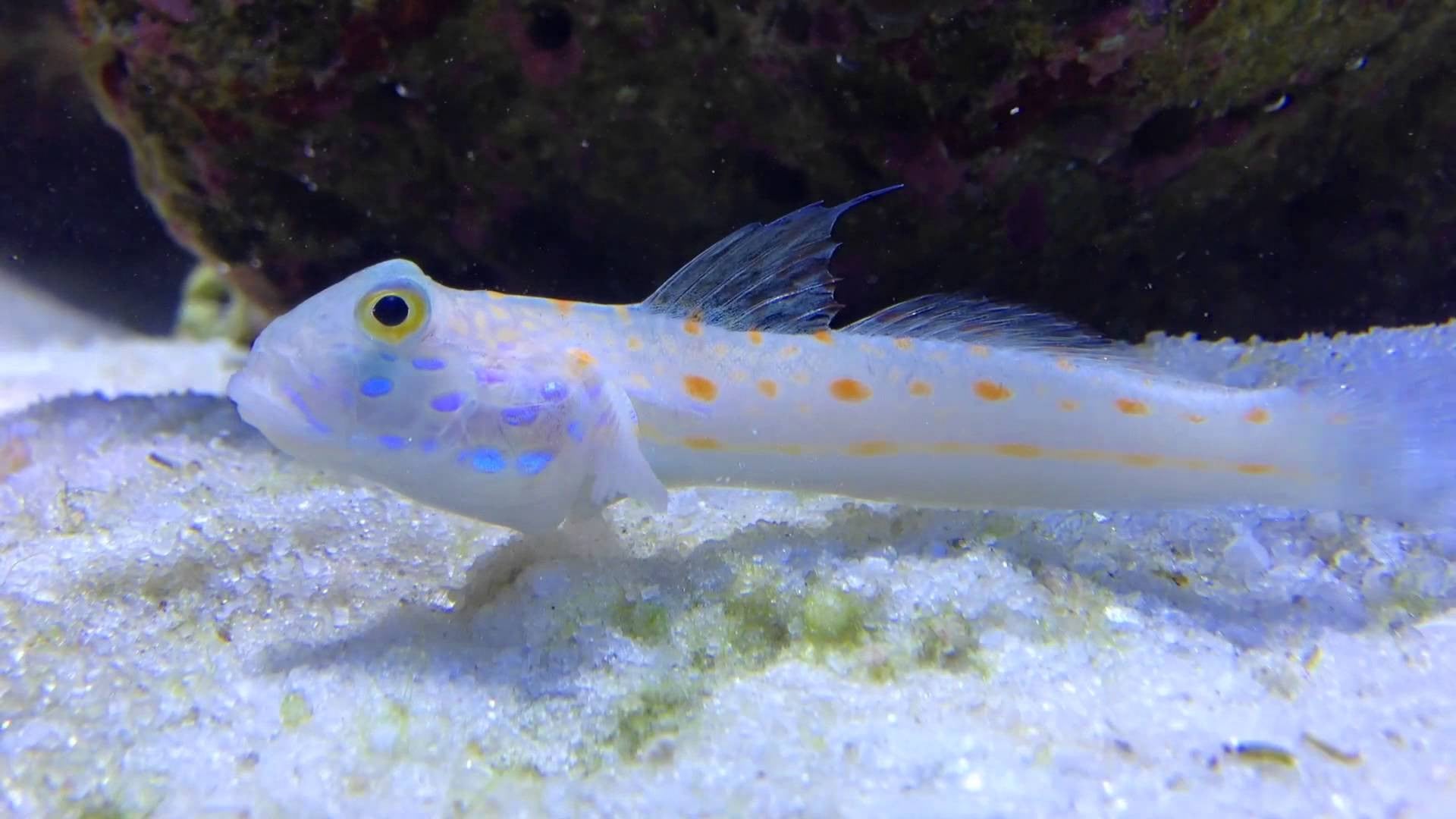 Diamond Watchman Goby "Valenciennea puellaris"