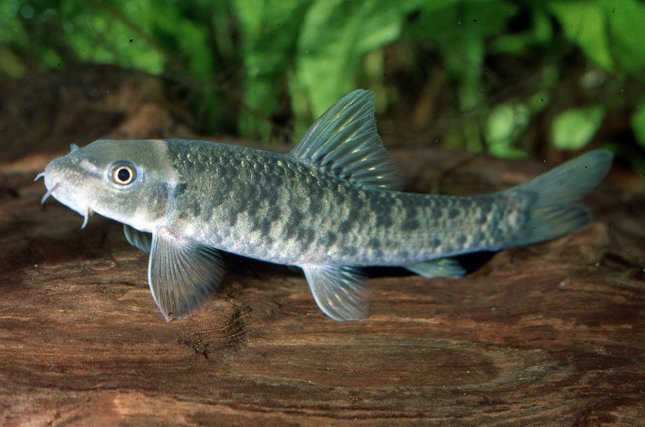 Doctor Fish "Garra Rufa" – 1 Fish 2 Fish Dartmouth