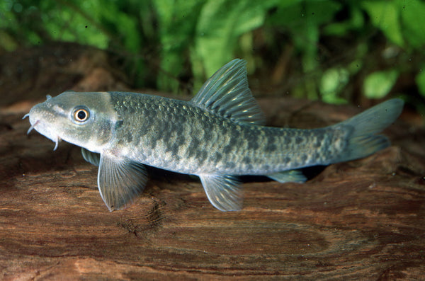Garra rufa – Doctor Fish (Discognathus crenulatus, Garra rufa gymnothorax)  — Seriously Fish