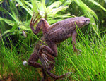 African Dwarf Clawed Frog "Hymenochirus boettgeri"