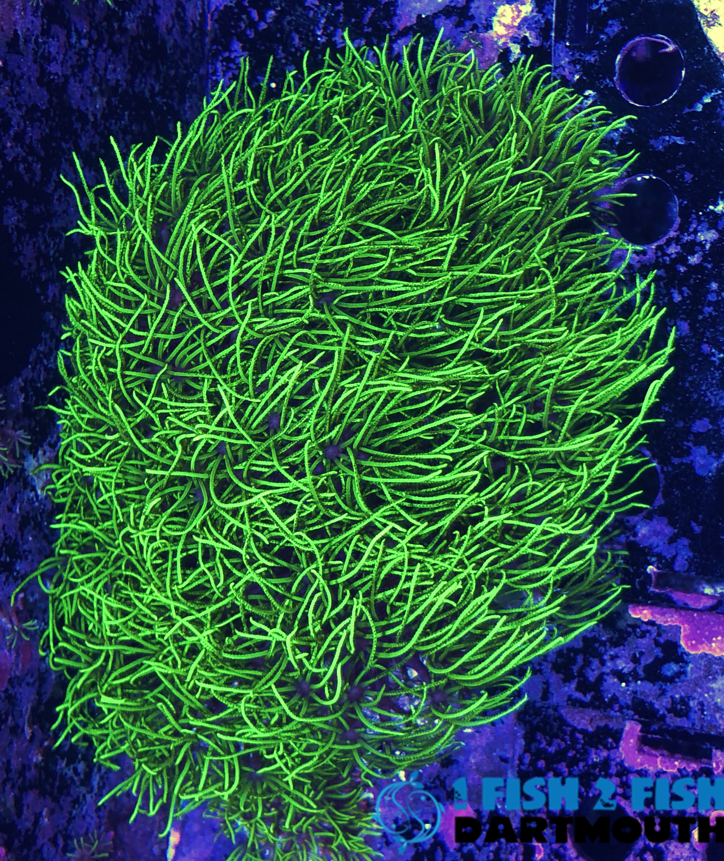 Electric Green Star Polyp- 3 inch disk