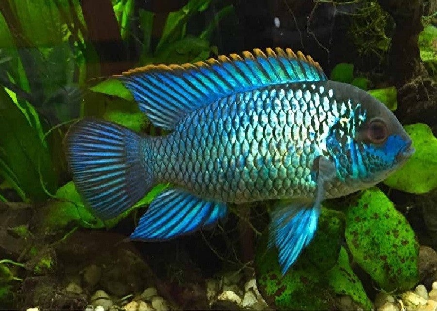 Electric Blue Acara "Andinoacara pulcher"