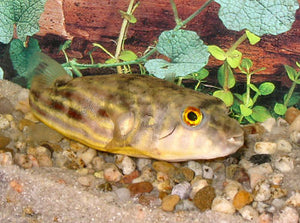 Fahaka Puffer "Tetraodon lineatus"