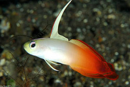 Firefish Goby "Nemateleotris magnifica"