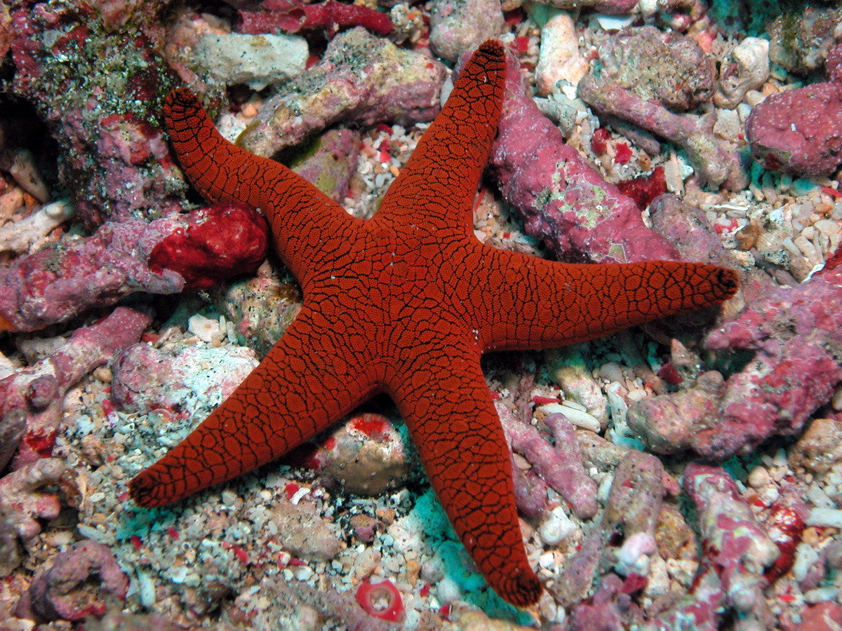Indian Sea Star - "Fromia indica"