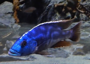 Fusco Cichlid ``Nimbochromis fuscotaeniatus``