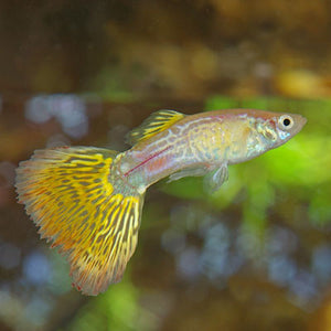 Guppy Fish "Poecilia reticulata"