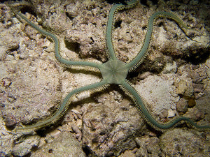 Brittle Starfish