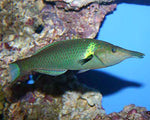 Bird Wrasse "Gomphosus varius"