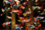 Guppy Fish "Poecilia reticulata"