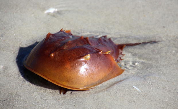 Horseshoe Crab "Limulus polyphemus"