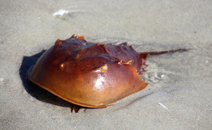Horseshoe Crab "Limulus polyphemus"
