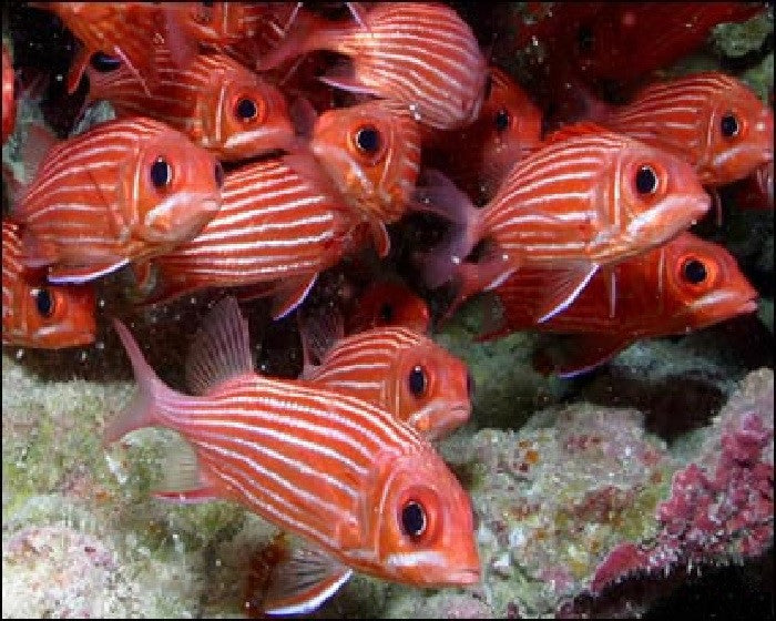 Striped Squirrelfish "Sargocentron xantherythrum" - xl