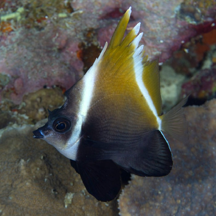 Humphead Bannerfish "Heniochus varius"