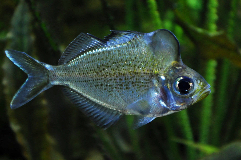 Hump Head Glassfish "Parambassis pulcinella"