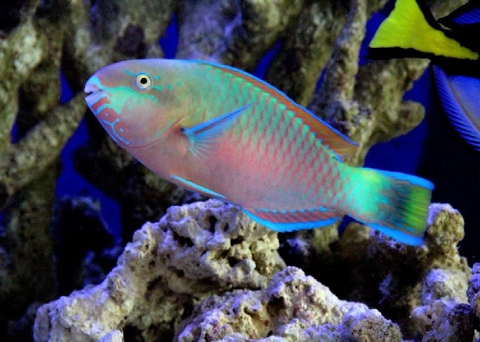 Quoyi Parrotfish "Scarus quoyi"