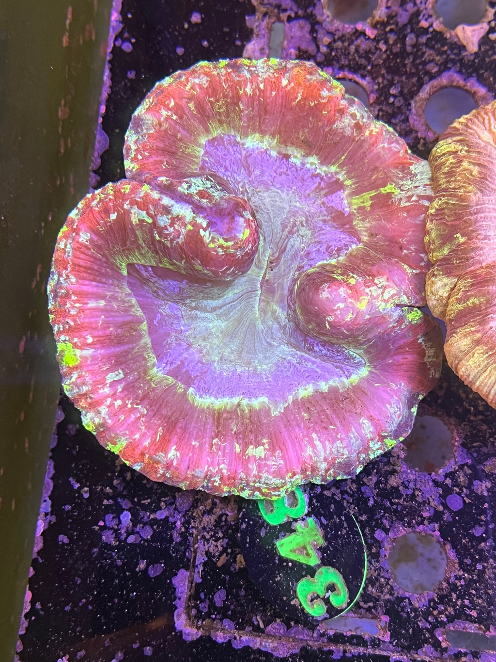 Trachy Brain Coral   #348
