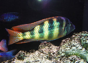 Johnstoni Cichlid "Haplochromis obliquidens"