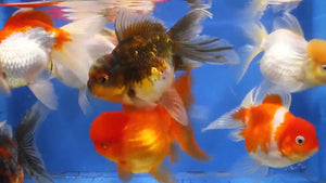 Oranda Goldfish "Carassius auratus"