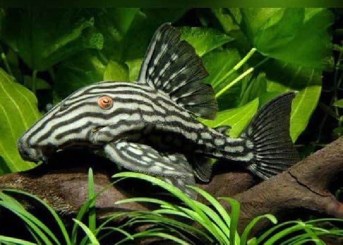 L190 - Royal Pleco 'Panaque nigrolineatus"