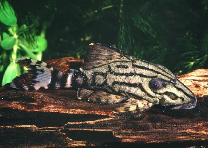 L191 - Broken Line Royal Pleco "Panaque sp."