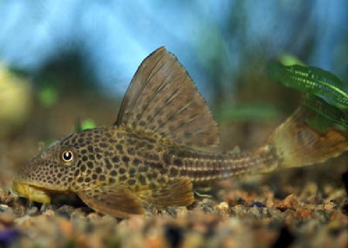 LDA38 - Hypostomus Pleco "Hypostomus plecostomoides"